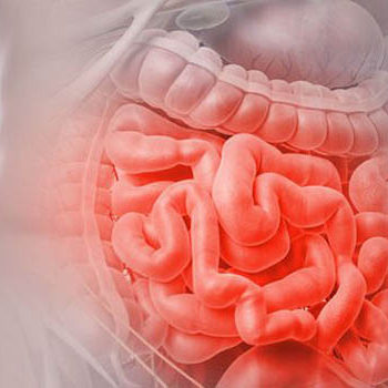 _0002_intestino _0002_intestino